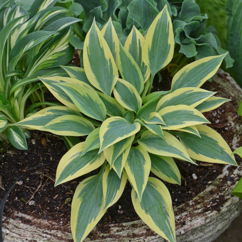 Hosta 'Virginia Reel'