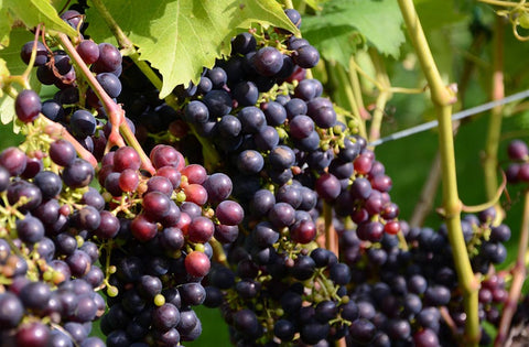Vitis	'Concord'  (Concord Grape)