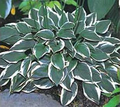 Hosta 'Winsome'