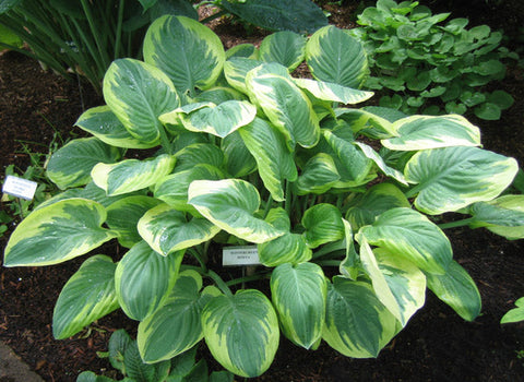 Hosta 'Wintergreen'