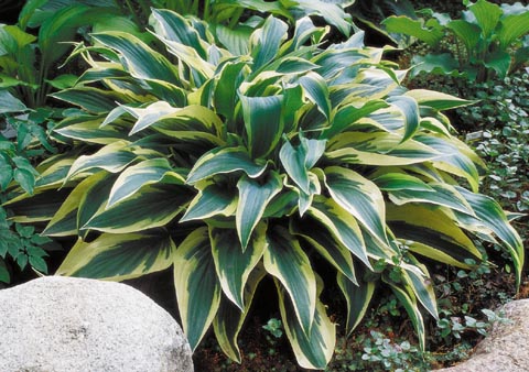 Hosta 'Wolverine'