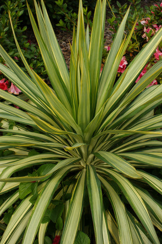 Yucca recurvifolia 'Margarita'