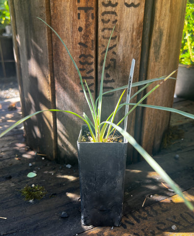 Yucca rostrata 21.0104 - Black Gap, TX collection