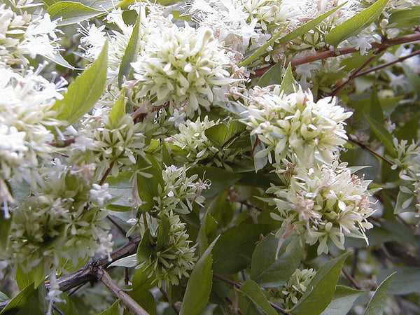 Abelia chinensis (aka Chinese Abelia)