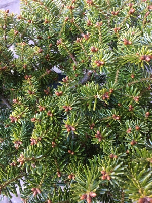 Abies alba 'Cado'