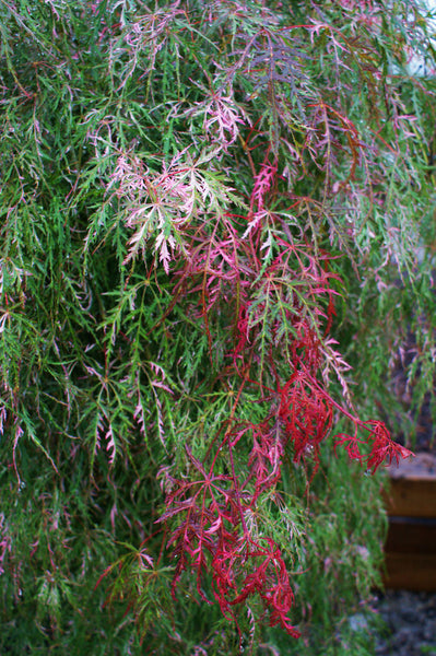 Acer palmatum dissectum 'Hana Matoi' (aka Laceleaf Japanese Maple)