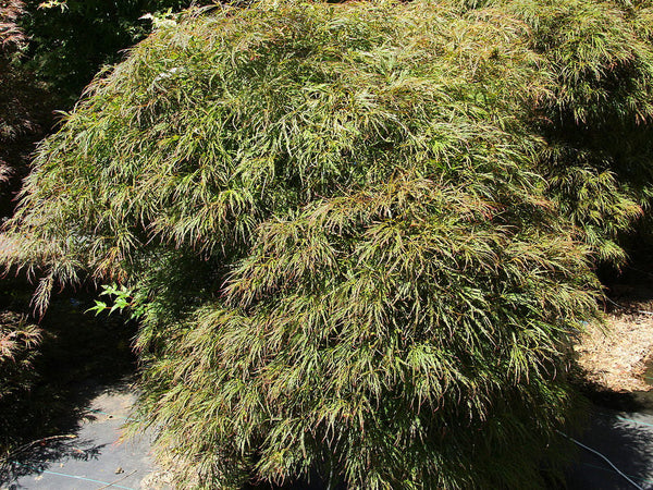 Acer palmatum dissectum 'Toyama nishiki'