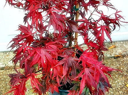 Acer palmatum 'Oregon Sunset' (aka Japanese Maple)
