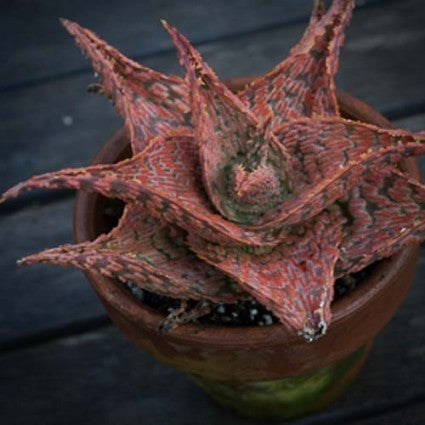 Aloe x 'Delta Dawn'
