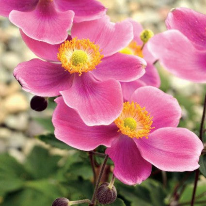 Anemone x 'Lucky Charm'