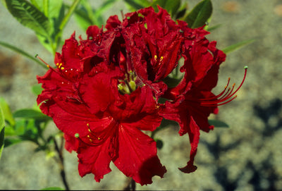 Rhododendron 'Arneson Ruby' (Arneson Ruby Azalea)