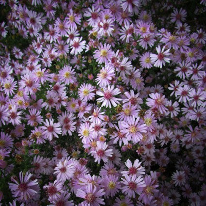 Symphyotrichum  'Coombe Fishacre'