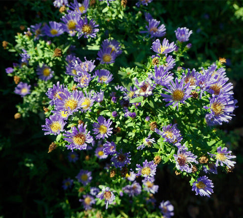 Aster novi-belgii 'Violet Carpet'