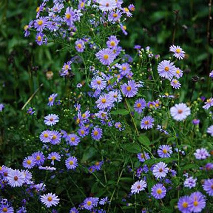 Symphyotrichum laeve 'Blue Bird'