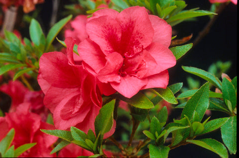 Azalea 'Beni Kirishima'