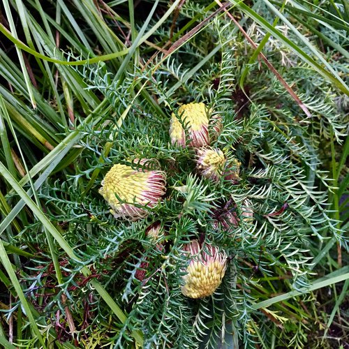 Banksia fraseri