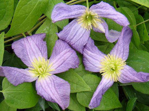 Clematis 'White Heart'