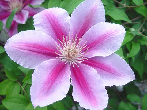 Clematis 'Bees Jubilee'