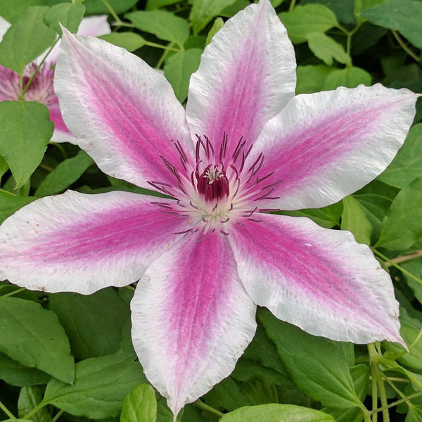 Clematis 'Carnaby'