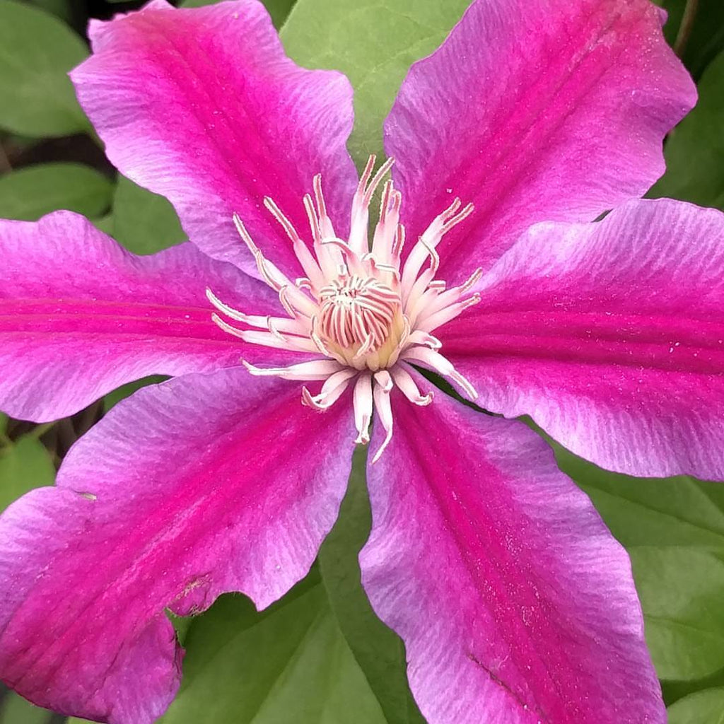 Clematis Dr. Ruppel – plant lust