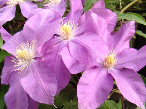 Clematis 'Dorothy Tolver'