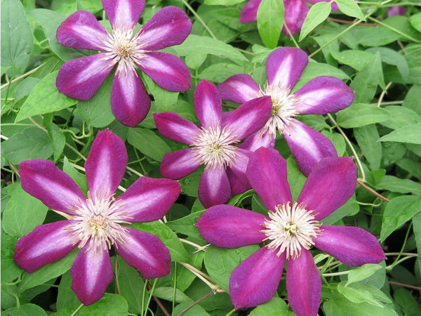 Clematis 'Firefly'