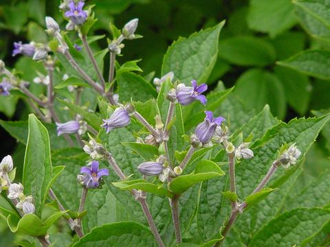 Clematis heracleifolia