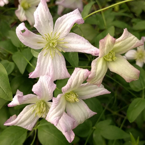 Clematis 'Little Nell'
