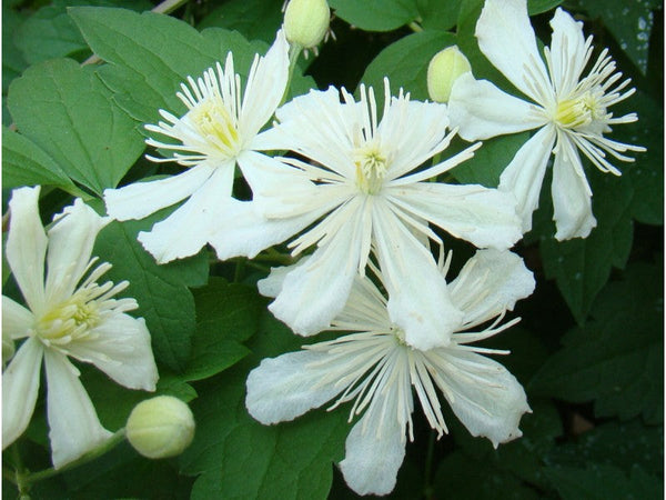 Clematis 'Paul Farges'