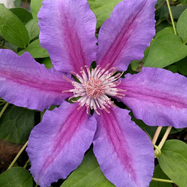 Clematis 'Prince Philip'