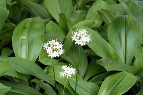 Clintonia umbellulata