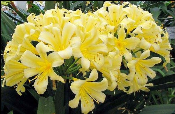 Clivia miniata [Yellow Flowered]