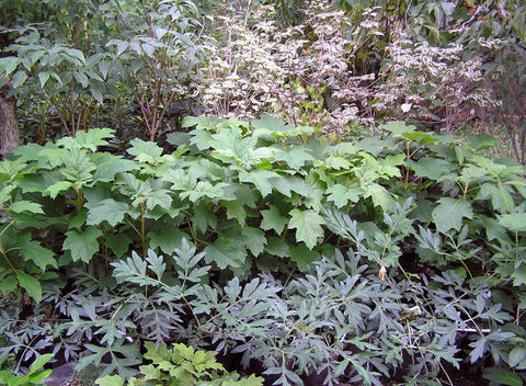 Cornus kousa 'Greensleeves' (Cornus kousa 'Green Sleeves')