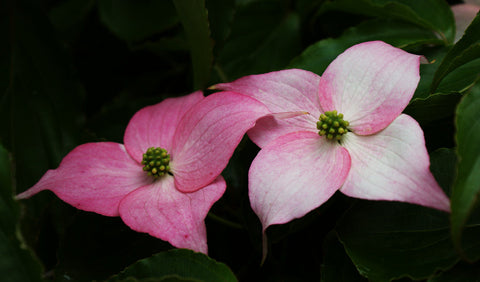 Cornus kousa 'Beni Fuji'