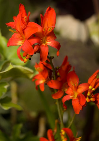 Crocosmia 'Little Redhead,' aka Crocosmia 'Walrhead'