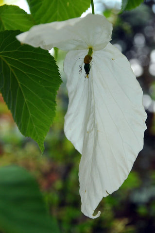 Davidia involucrata