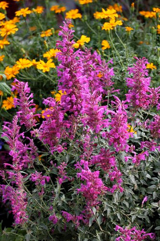 Agastache cana 'Purple Pygmy'