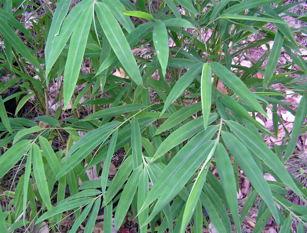 Fargesia songmingensis (aka Clumping Bamboo)