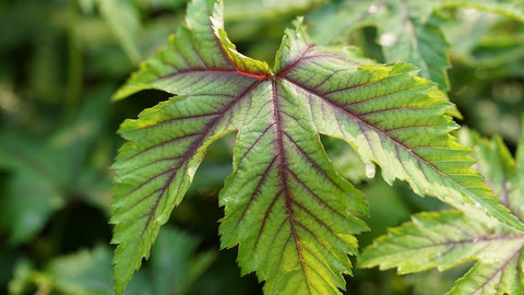 Filipendula x 'Red Umbrellas'