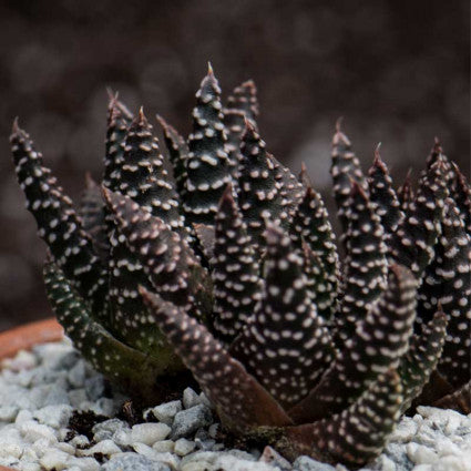 Haworthia fasciata 'Royal Albert'