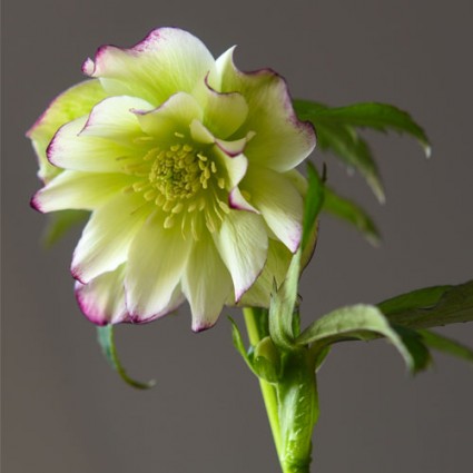 Helleborus 'Rose Quartz'