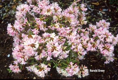 Rhododendron 'Honsu's Baby'