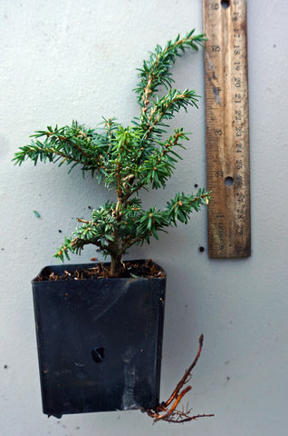 Tsuga canadensis 'Hussii'