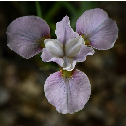 Iris siberica 'Aqua Whispers'
