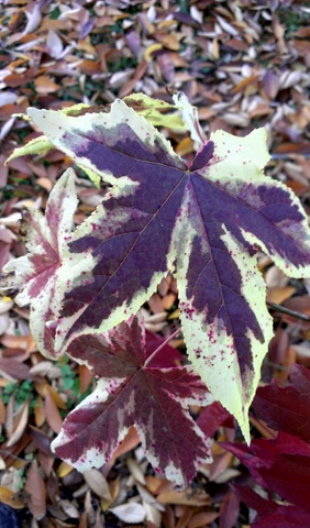 Liquidambar styraciflua 'Golden Treasure'