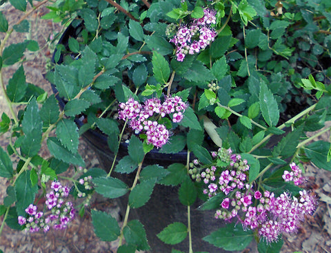 Spiraea 'Pink Mound'