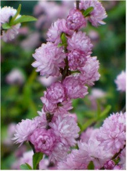 Prunus glandulosa 'Sinensis' (aka Dwarf Double Pink Flowering Almond)