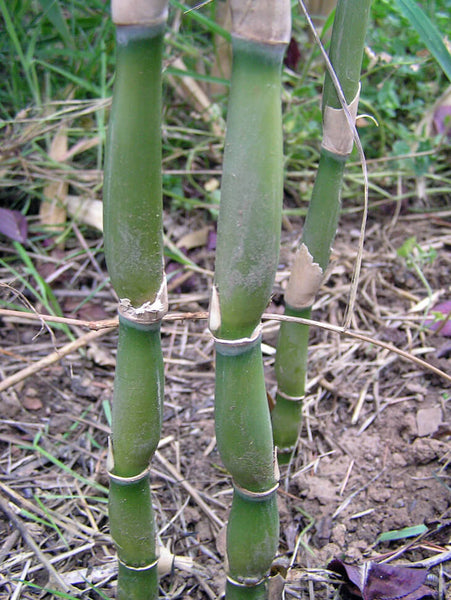 Pseudosasa japonica 'Tsutsumiana' (aka Green Onion Bamboo)