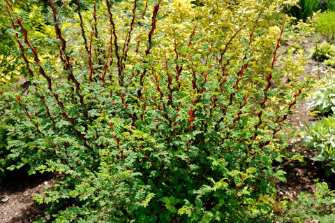 Rosa sericea var. pteracantha