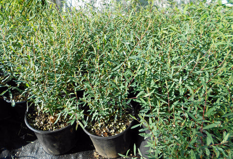 Salix purpurea (aka Purple Willow)